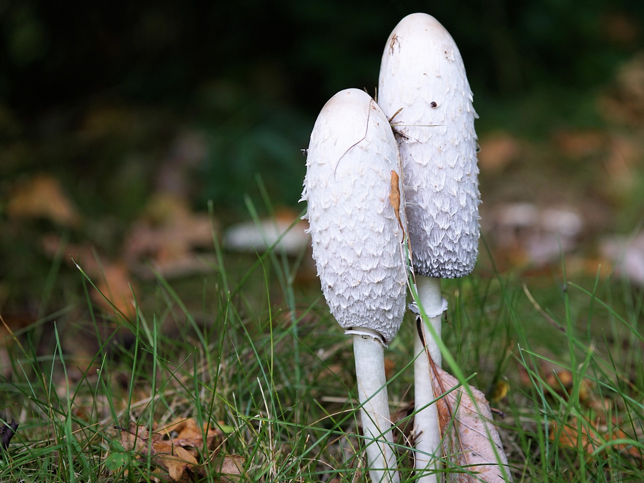 découvrez les plaisirs de la cueillette de champignons en pleine nature, apprenez à identifier les espèces comestibles et profitez d'une activité en plein air enrichissante pour toute la famille.