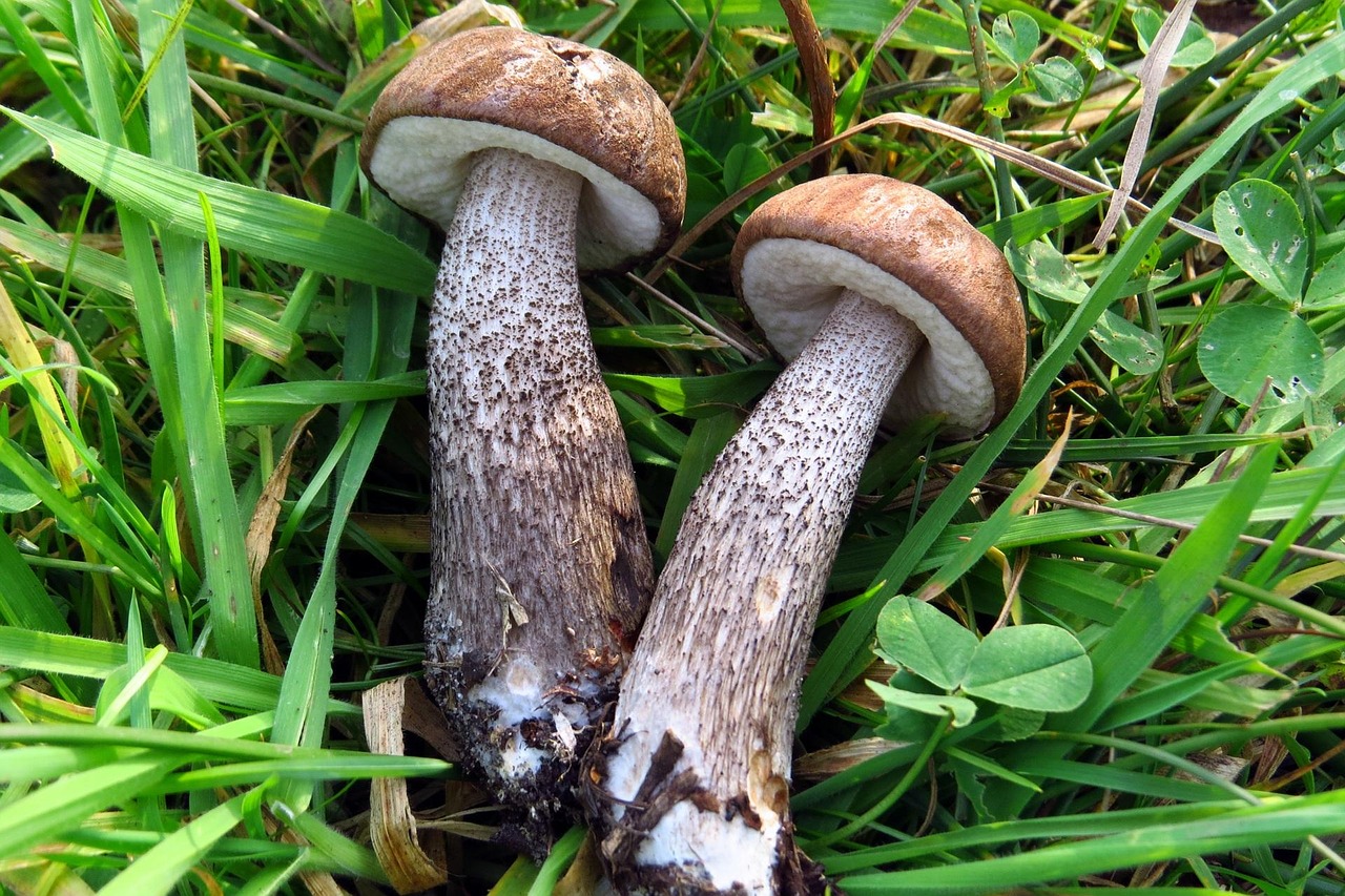 découvrez l'art de la cueillette des champignons en pleine nature, conseils pratiques et sécurité pour identifier les meilleures espèces comestibles.