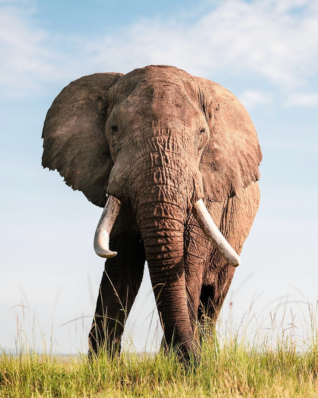 découvrez les coûts des safaris en afrique en 2025 et planifiez votre aventure inoubliable en pleine nature sauvage avec notre guide complet des prix et conseils.