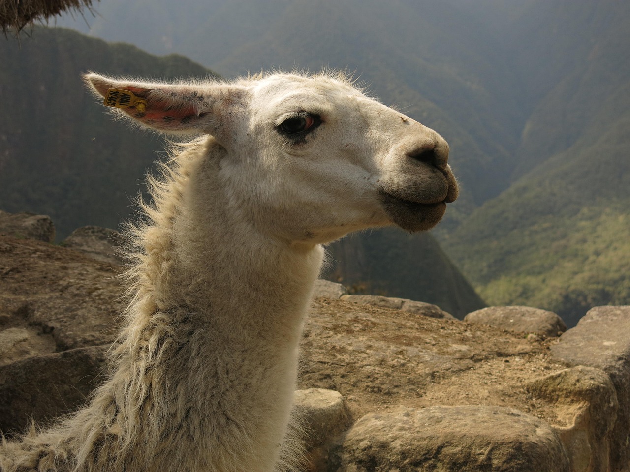 découvrez comment bien préparer votre trek au machu picchu avec nos conseils essentiels pour une aventure inoubliable au cœur des andes péruviennes.