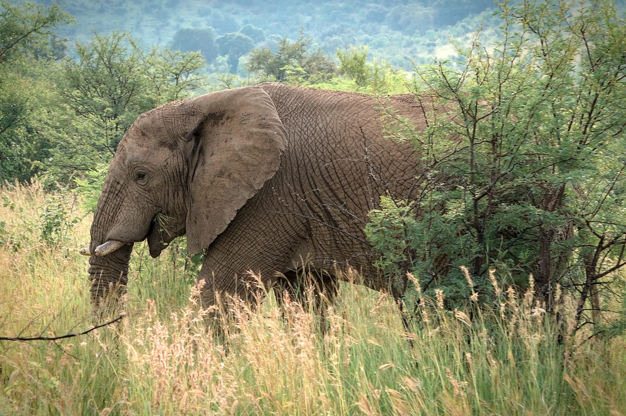 découvrez les coûts des safaris en afrique pour 2025 et préparez votre aventure au meilleur prix avec nos conseils et estimations détaillées.